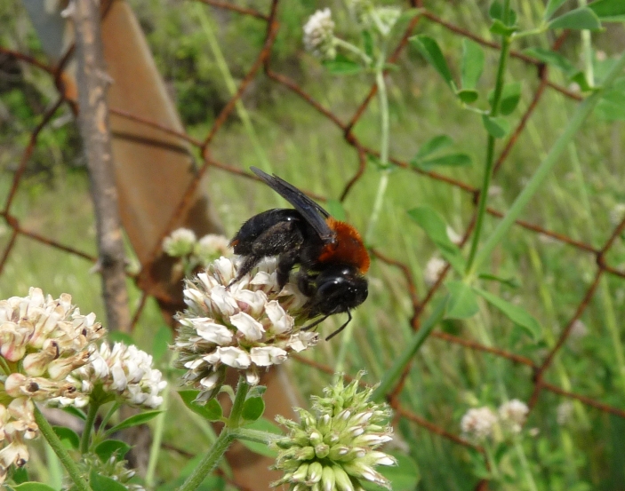 Andrena morio, A. thoracica, A. cfr. agilissima (parassitata)